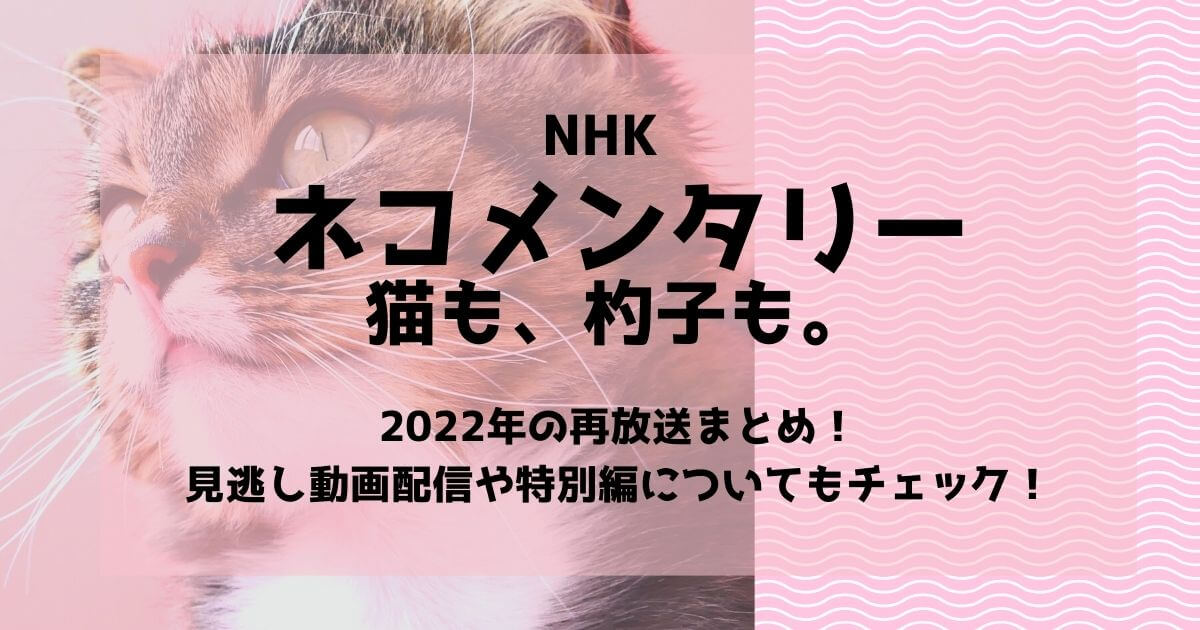 NHKネコメンタリー再放送2022！見逃し動画配信や「猫も、杓子も。」特別編もチェック！